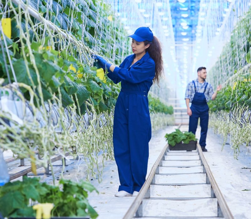 aiyanatwo-workers-on-plantation-2023-11-27-05-13-32-utc