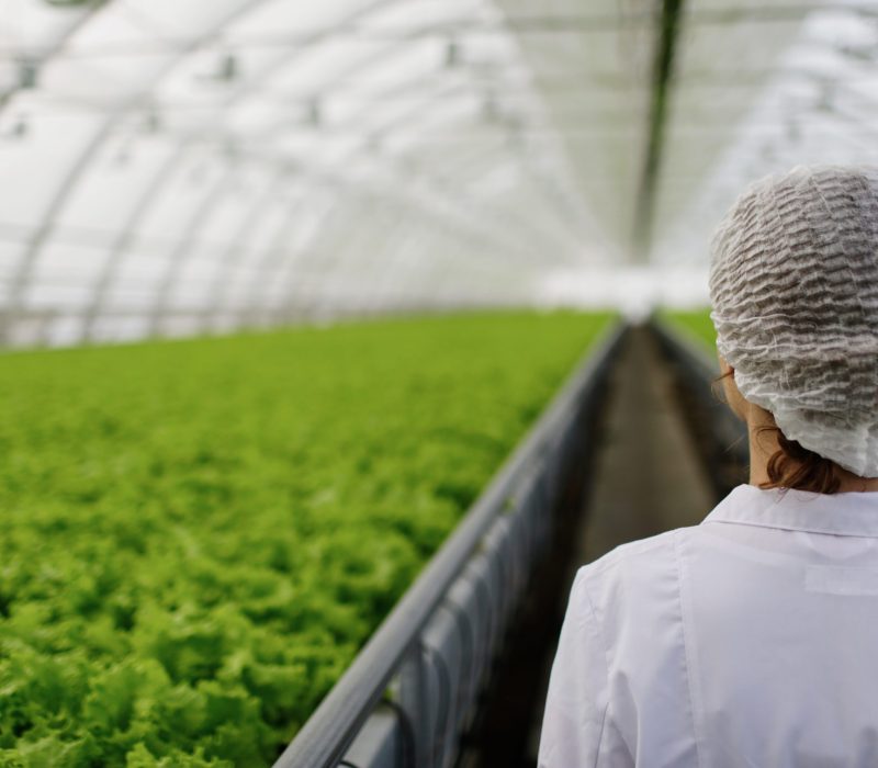 Biotechnology woman engineer with a clipboard and pen examining  plant leaf for disease