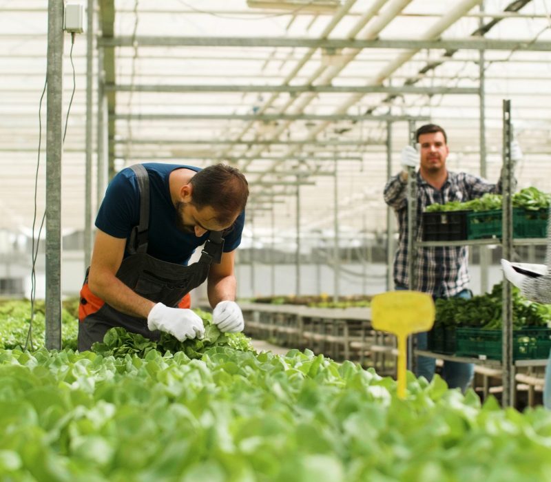 Gardener man checking fresh organic salads in greenhouse plantation preparing for agronomy production. Rancher harvesting green vegetables using hydroponics system. Concept of agriculture